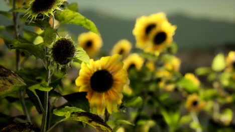 Sunflower-field-on-a-warm-summer-evening